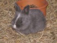 /album/les-bebes1/bb-3-jpg/